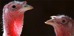 Turkey