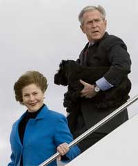 Bush