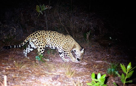 Jaguar