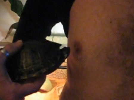 Turtle