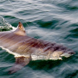 Shark