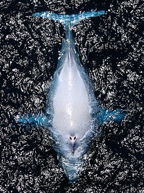 Whale1