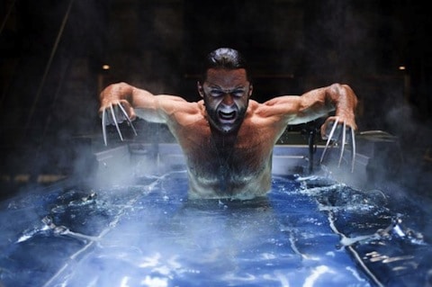 Wolverine in water