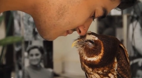 Owl