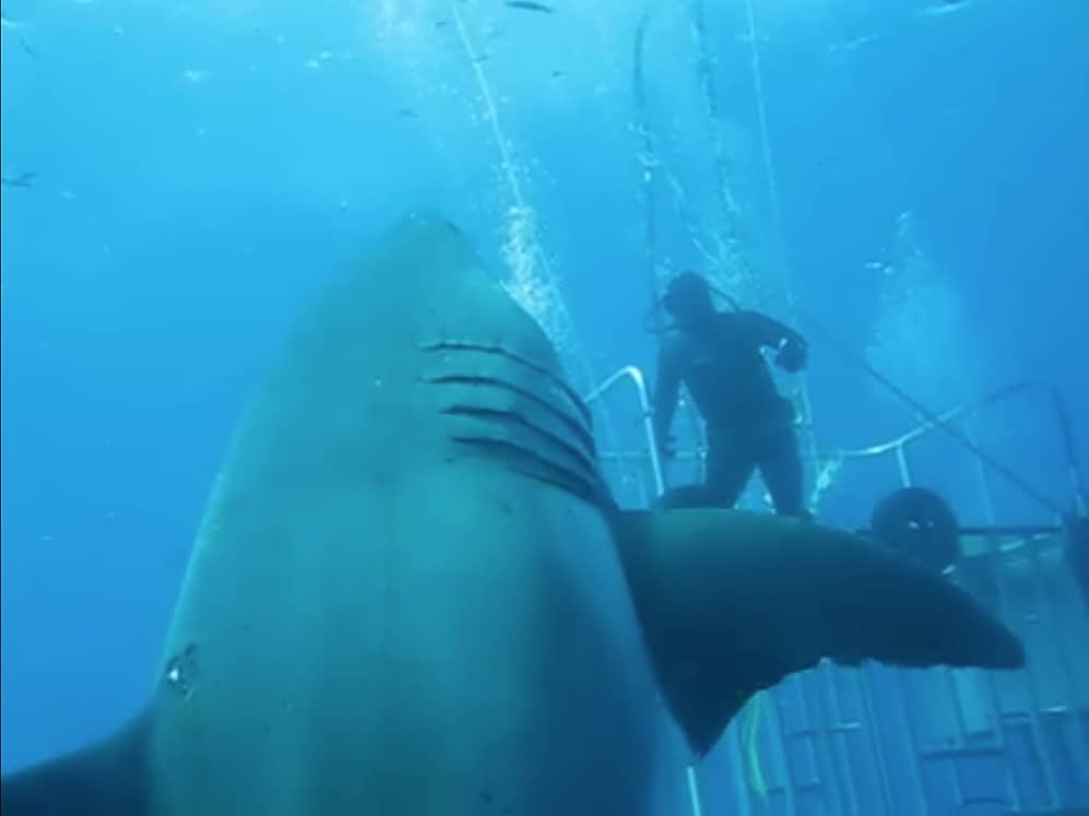 largest great white shark