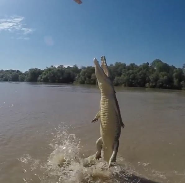 crocodile