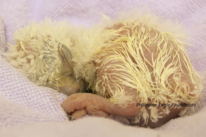 Meet The Tiniest, Fluffiest Ambassador For The Critically Endangered Philippine Eagle 2 Chick 26 shortly after it hatched on Dec. 7, 2015.