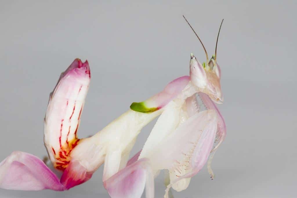 Orchid Mantis