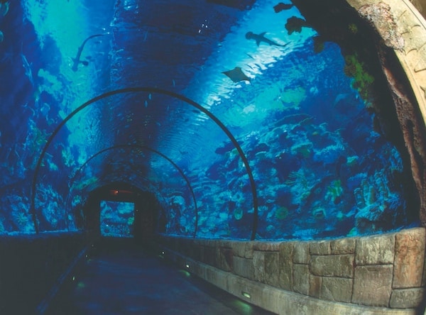 Recreation And Attractions Both Indoors And Outdoors Await You In Exhilarating Las Vegas 2 Shark Reef Aquarium at Mandalay Bay