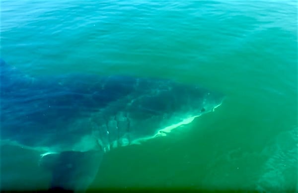Great White Shark Provincetown