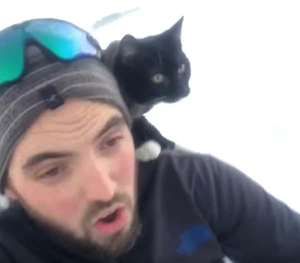 sledding cat