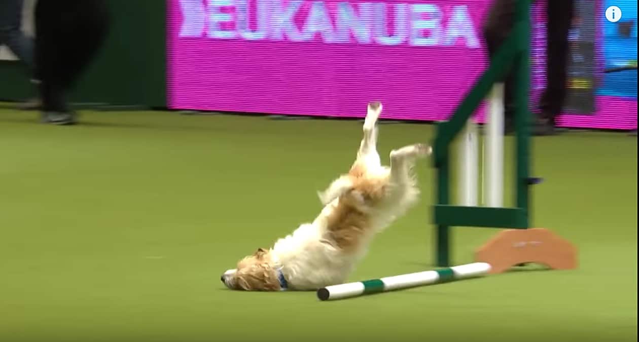 Jack Russell