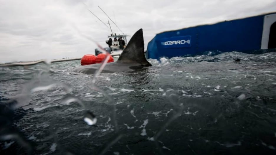 great white shark lydia