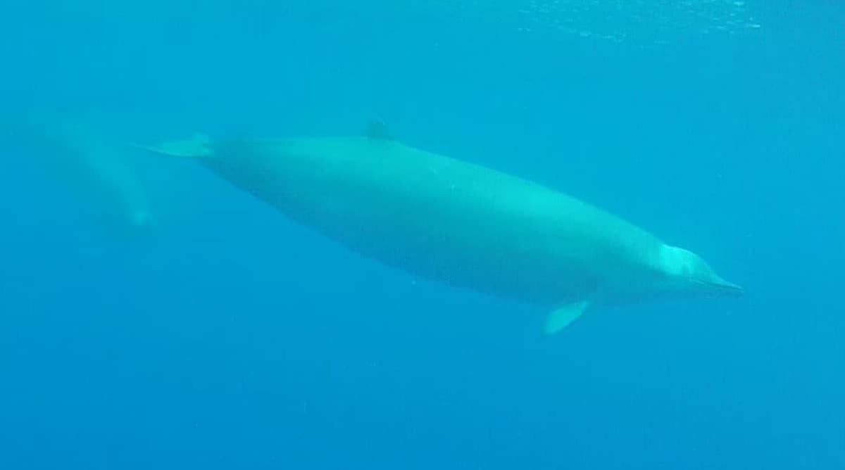 True's Beaked Whales