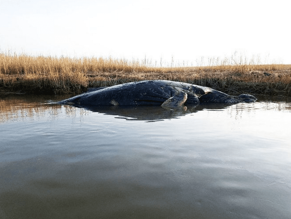 humpback whales