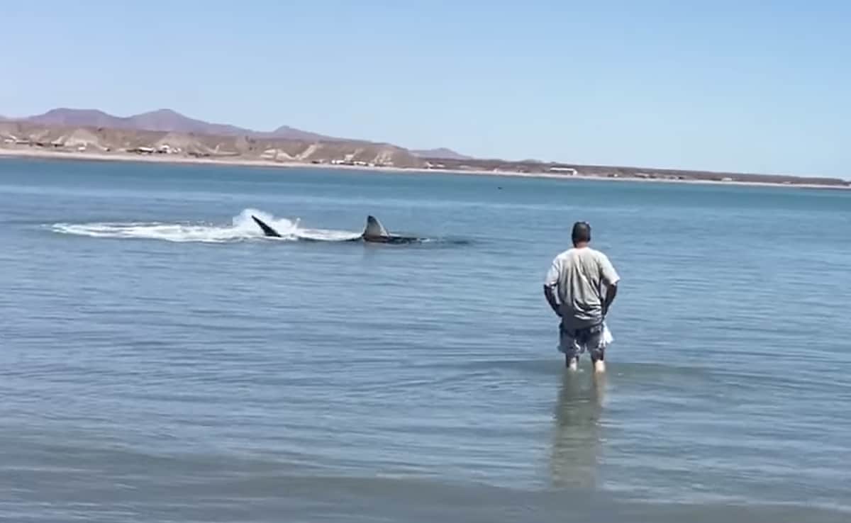 shark