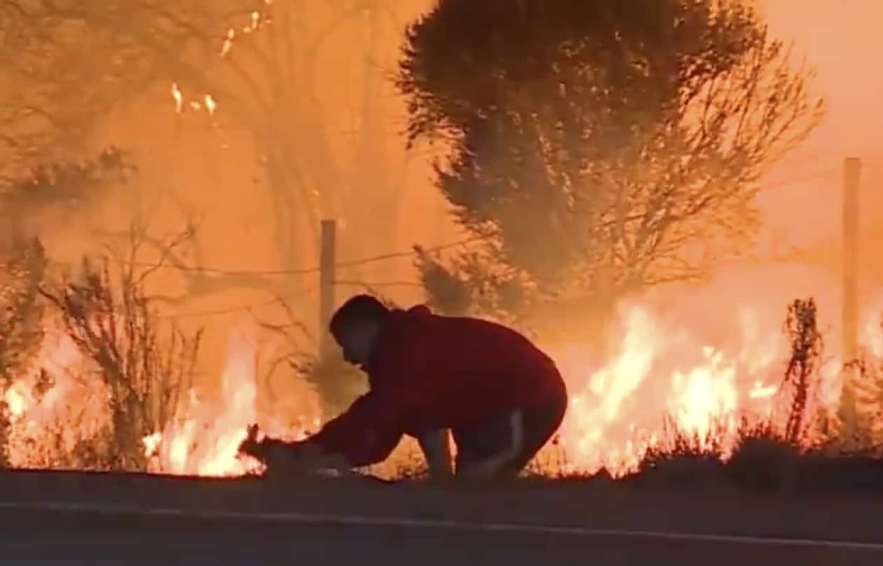 wildfire rabbit rescue