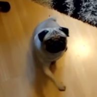 pug