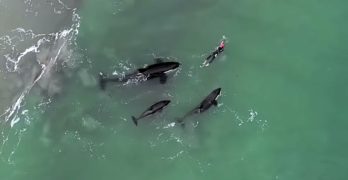 swimmer orcas