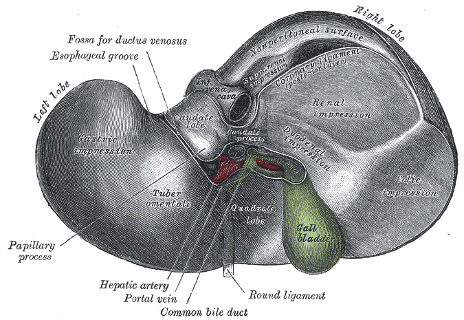 Alcohol-Linked Disease Overtakes Hep C As Top Reason For Liver Transplant 1 Gray1086 liver