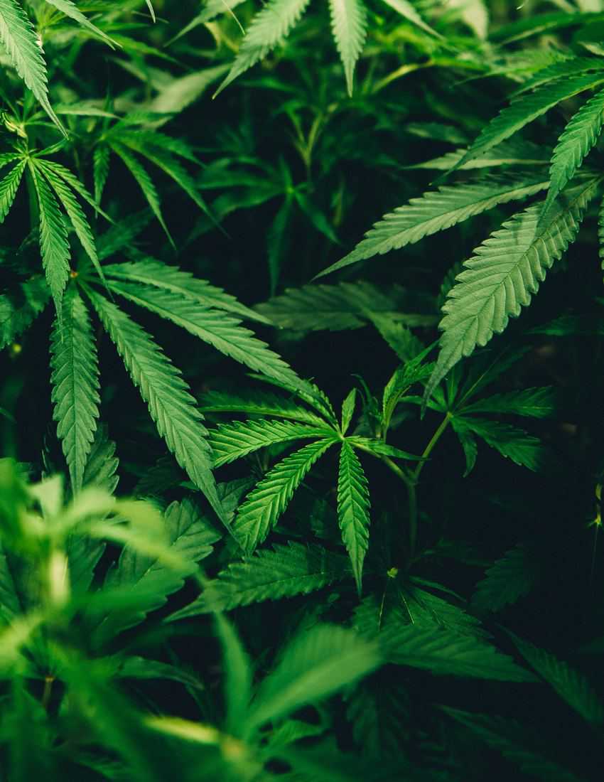 matthew brodeur 297085 unsplash