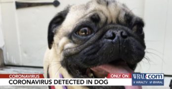coronavirus pug