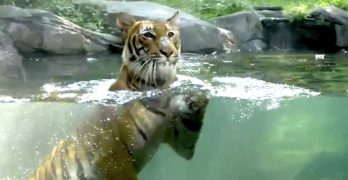 Tiger coronavirus