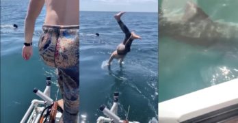 man shark