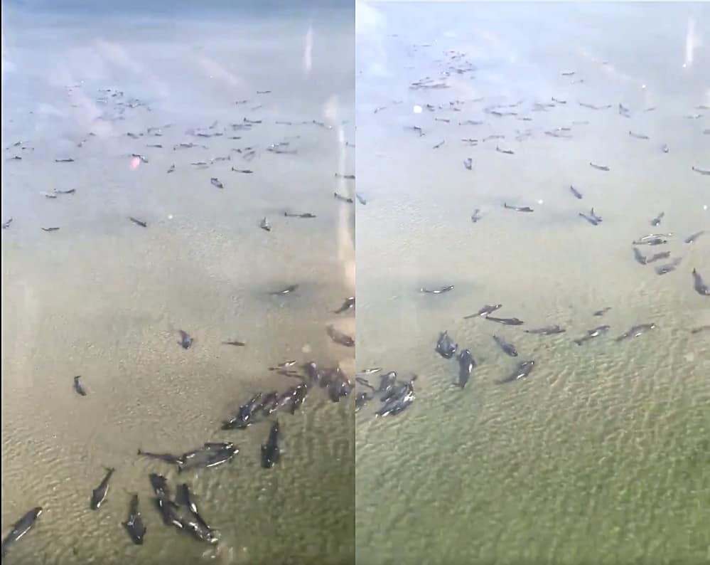Nearly 400 Whales Are Dead In One Of World'S Worst Beaching Tragedies 1 stranded whales australia