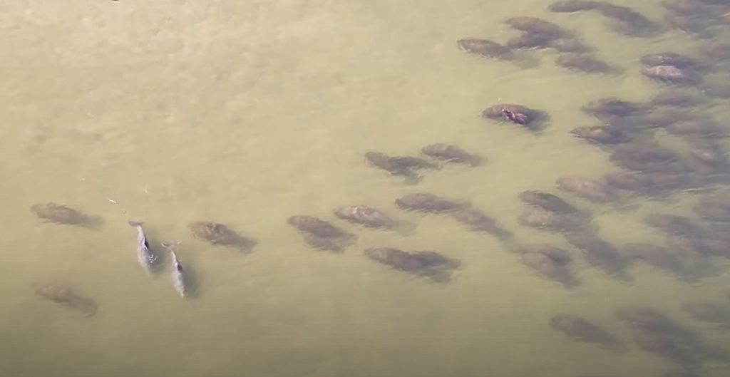 dolphins manatees