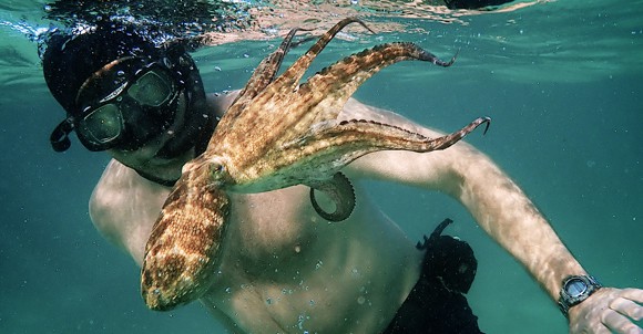 octopus swim