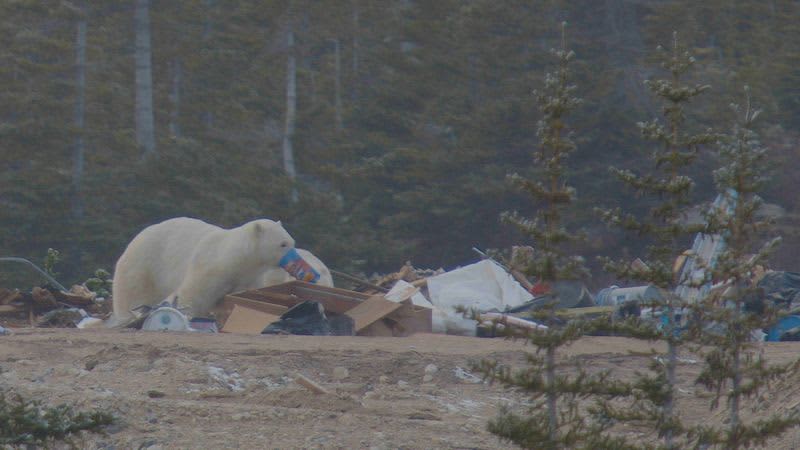 Polar Bears Scavenge On Garbage To Cope With Climate Change 1 600964 origin 1