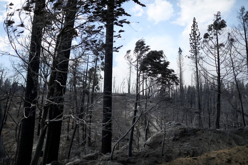 Firefighters Start To Contain Raging California Wildfire Near Yosemite 3 606319 606319 origin 1 2