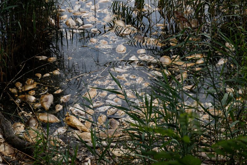 Fear For Future After Mass Die-Off Of Fish In Poland'S Oder River 2 637615 637615 origin 1 1