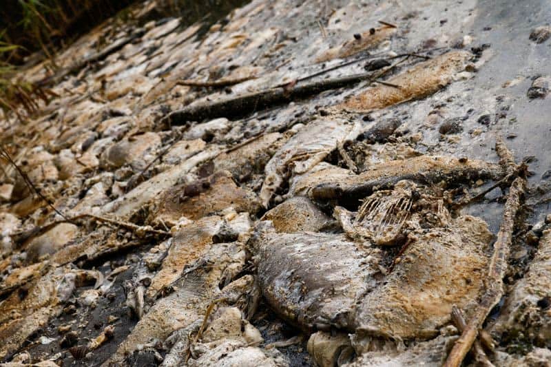 Fear For Future After Mass Die-Off Of Fish In Poland'S Oder River 3 637615 637615 origin 1 2