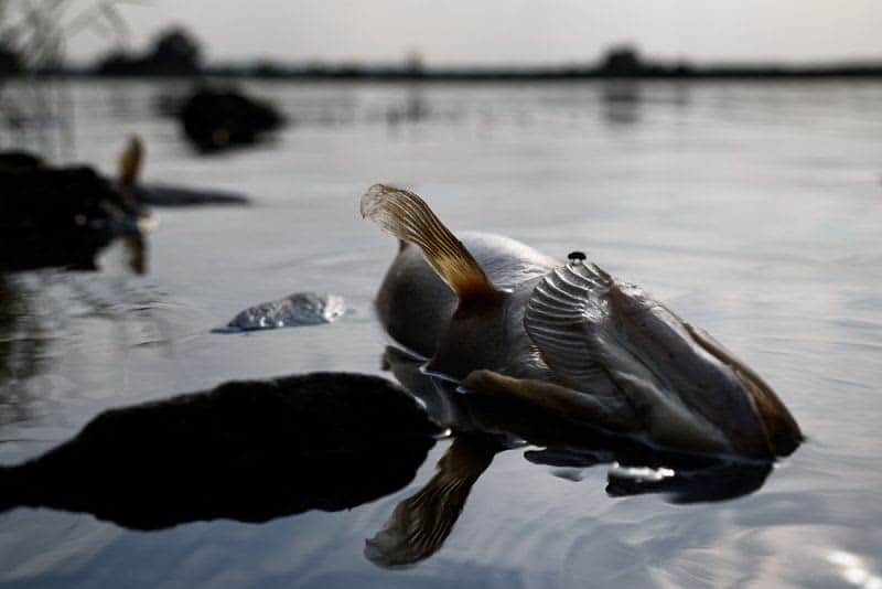 Fear For Future After Mass Die-Off Of Fish In Poland'S Oder River 1 637615 origin 1